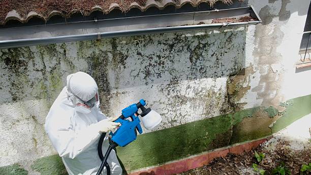 Trusted Black Mold Removal service in Winnetka, IL - Cheap Mold Removal